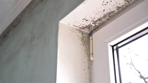 Best Local Mold Removal Service  in Moundville, AL
