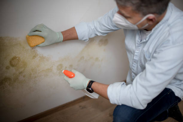 Best Mold Testing  in Moundville, AL
