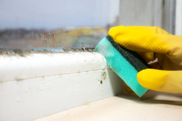 Best Certified Mold Removal  in Moundville, AL