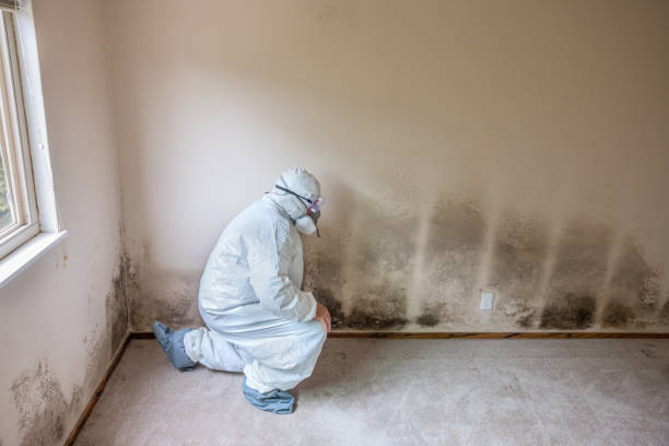 Best Mold Remediation  in Moundville, AL