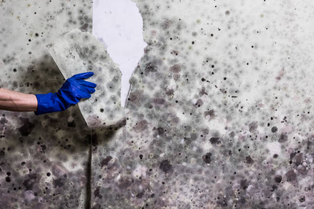Best Affordable Mold Removal  in Moundville, AL